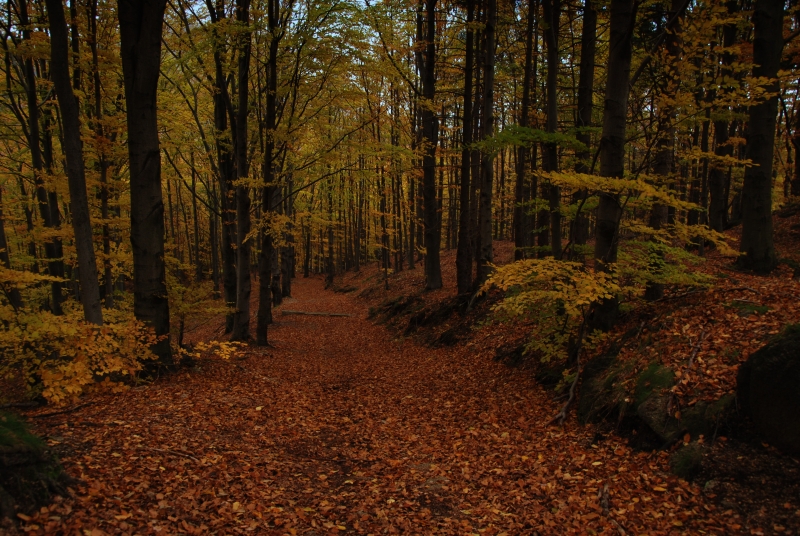 Oldřichov 1