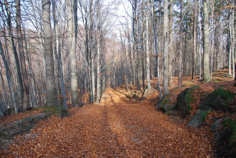 Oldřichov 4